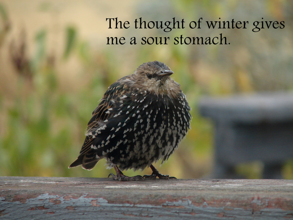 A cool fall day for this starling (2)