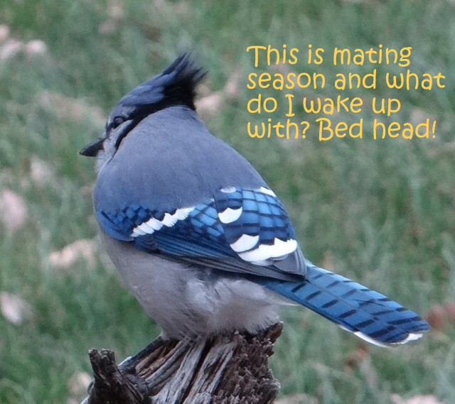 Blue jay with bed head, cropped