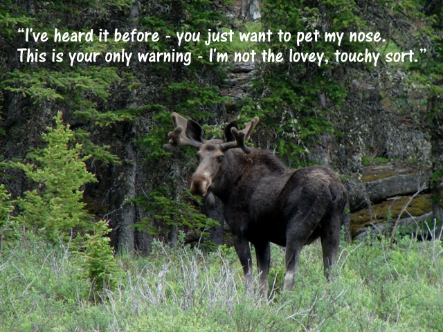 Bull Moose, Elgin Park Road, July 4, 2011 (2)email size
