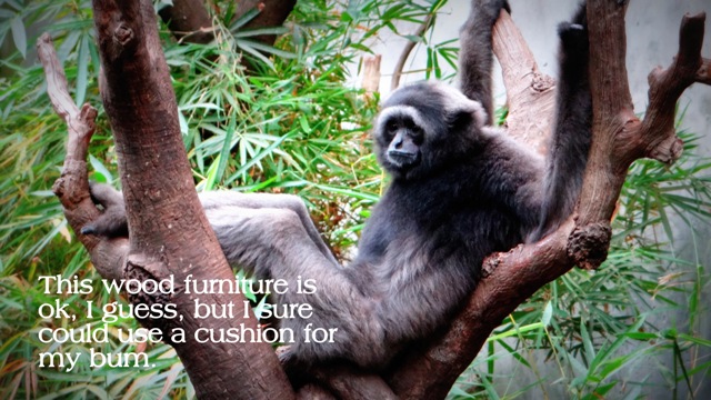 Henry Dorely Zoo, 2013, email size