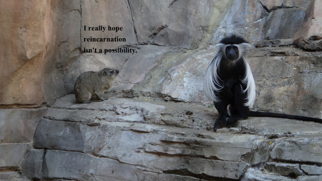 henry-dorly-zoo-2013-2