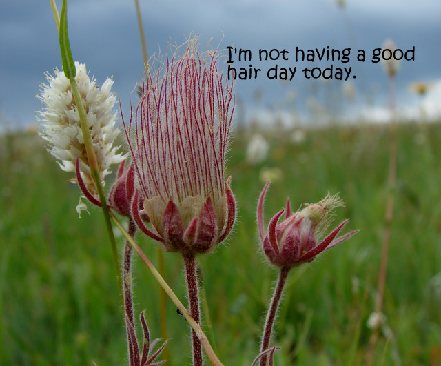 This is a Mama flower raising two teenagers by herself