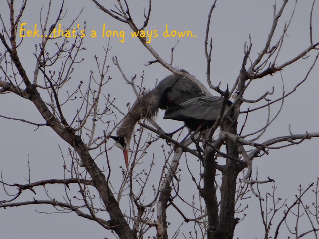 blue heron with text, email size
