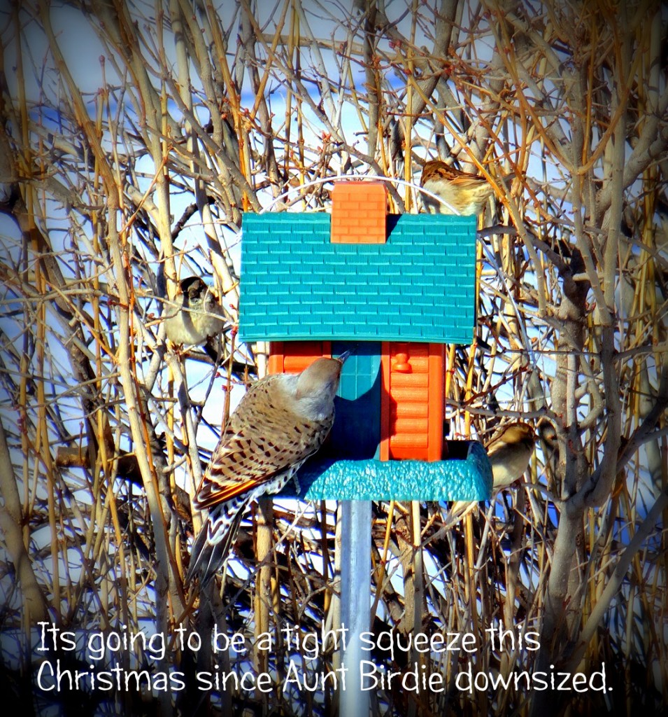 flicker knocking, cropped-001