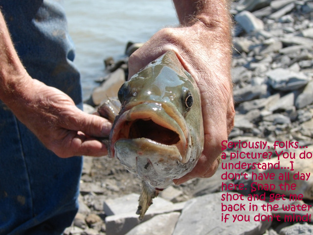 largemouth bass caught on the Missouri, email size