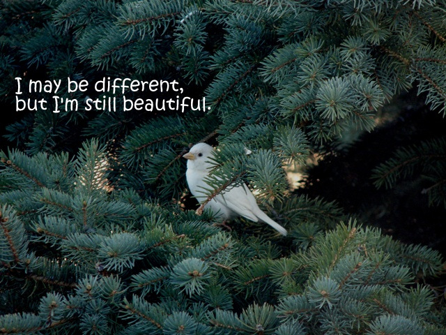 leusistic sparrow, email size