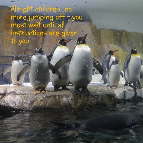 penguins at the Henry Doorly Zoo, 2013, email size