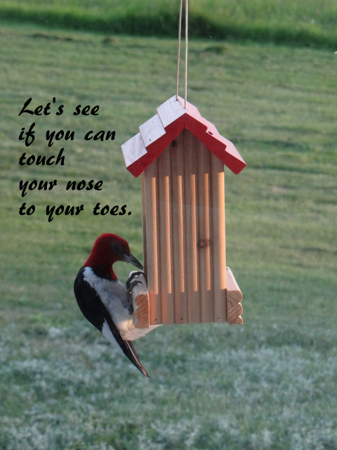 red headed woodpecker at Connie's house, Aug. 2013