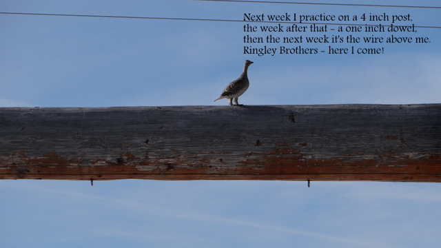sharp tailed grouse in Nebraska