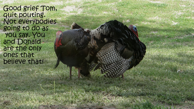 turkeys at the ranch, blog picture