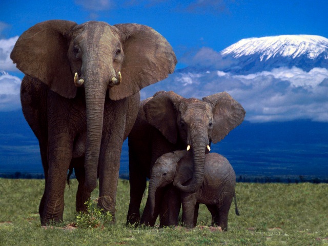 Amboseli National Park, Kenya --- African Elephants with Calf --- Image by © DLILLC/Corbis