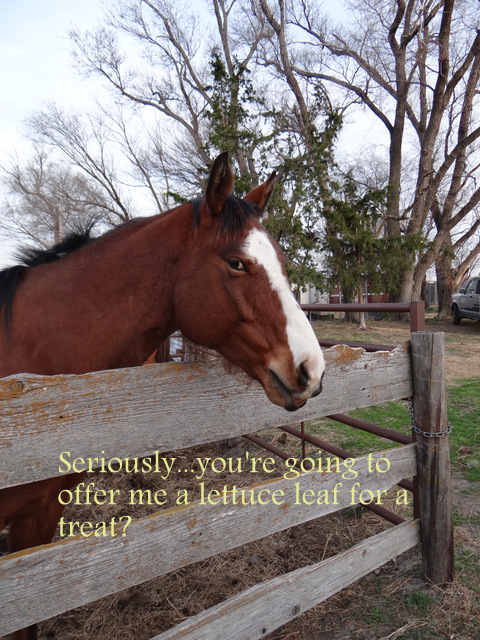 horse at the ranch-001