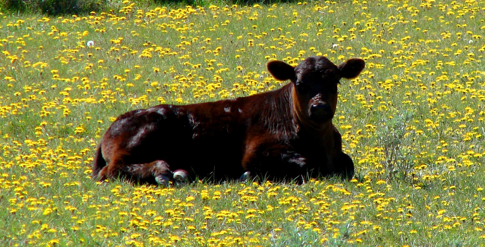 resting in the dandelions, cropped