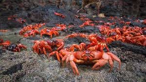 Red Christmas Island Crabs